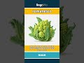 romanesco - a green vegetable that looks... video thumbnail
