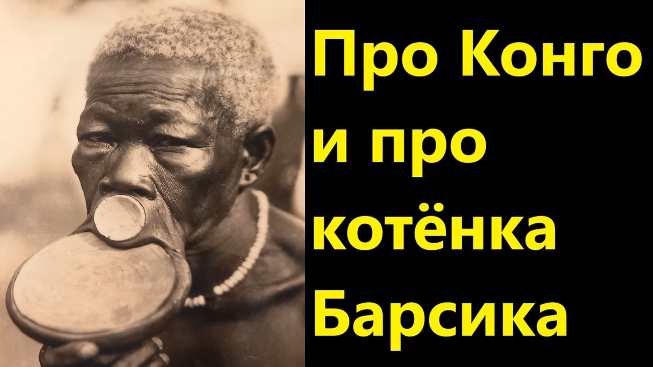 Про Конго и про котёнка Барсика
