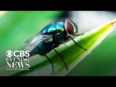 What we know about the flesh-eating screwworm in Texas