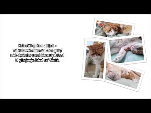 Il-qattusa tan-nanna Mer