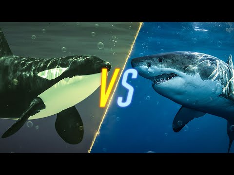 Killer Whale VS Shark