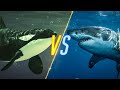 Killer Whale VS Shark