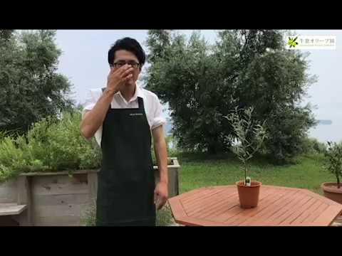 鉢の中のオリーブの土は何ですか