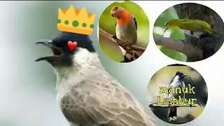 Download lagu pikat kutilang ribut kombinasi burcil sudah terbukti mp3 Download lagu pikat kutilang ribut kombinasi burcil sudah terbukti mp3