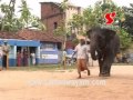 Elephant S Love Samanwayam Com