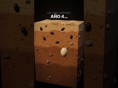 El desierto florido