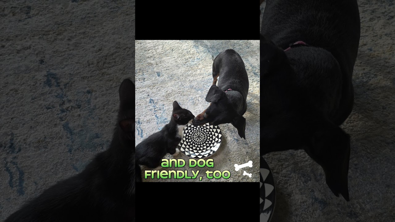 Enlarge Minnie, a ADOPTABLE Tuxedo in Hilton Head Island, SC video 2/2