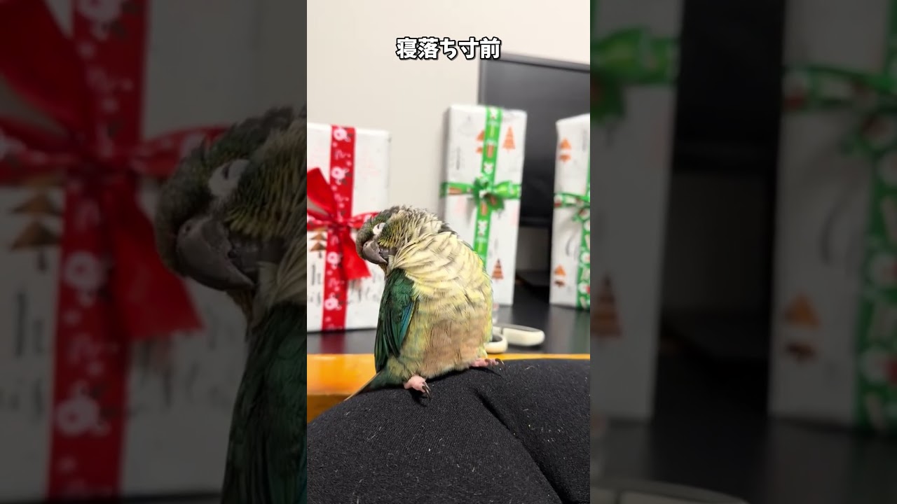 【鳥Part224】眠気に必死に抗うインコ　#鳥 #birds #parrot #かわいい #インコ