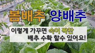봄배추 양배추 이렇게 가꾸면 속이 꽉찬 배추 수확 할 수 있어요! #주말 농장 봄배추 가꾸기 #봄 양배추 가…