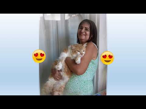 Garfield Brasileiro Xico com 11 anos #garfieldbrasileiro #felino #brazil