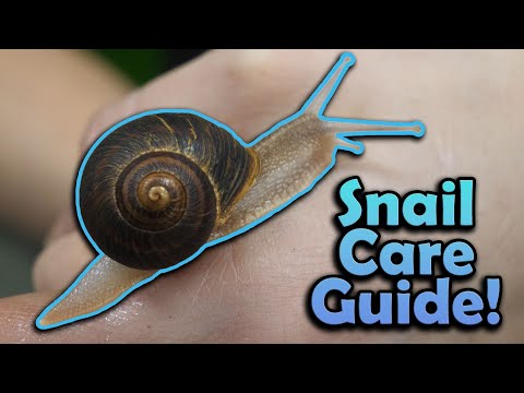 How to Care for Pet Snails!