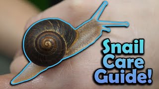 How to Care for Pet Snails!