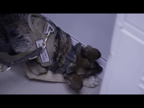 A dog found drugs hidden in the kitchen cloakroom! #Prison_Service