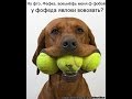 Лучшая подборка приколов с животными 2016 The Best Selection Of Joke