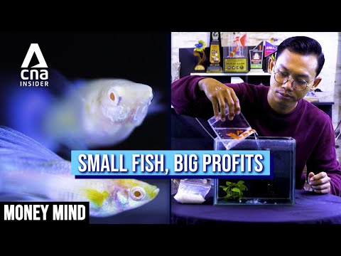 Indonesian Teacher Builds Side Hustle That Earns Almost 9X His Day Job Salary | Money Mind