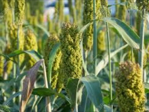 download lagu mp3 mp4 Sorghum Millet, download lagu Sorghum Millet gratis, unduh video klip Sorghum Millet