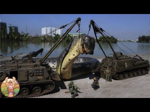 CrÃ©atures GÃ©antes DÃ©couvertes Par Hasard !