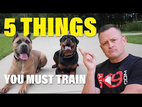 Stop Everything: Your Dog Needs These 5 Commands Now!