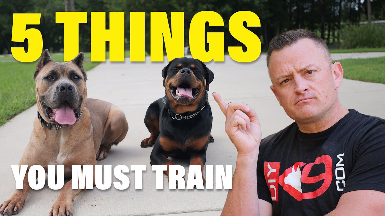 Stop Everything: Your Dog Needs These 5 Commands Now!