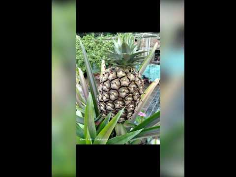 😍pineapple😘# pineapple#natural# shortvedio#viralvedios#mahazabin