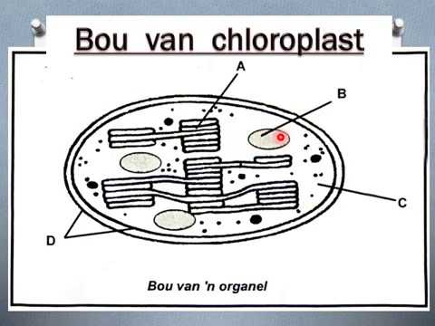 Lewenswetenskap GRAAD 11: 30 April 2020 - periode 7 (30117)
