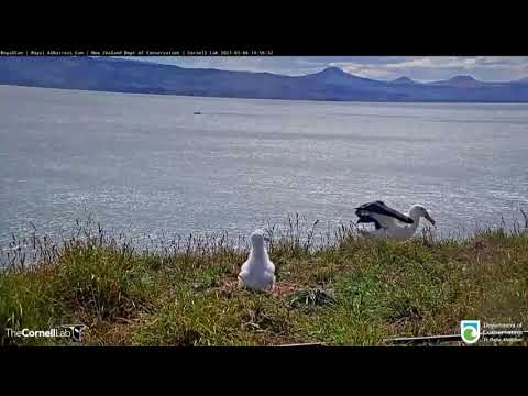 信天翁在嘗試著陸時臉部著地。 (Albatross faceplants during an attempted landing)