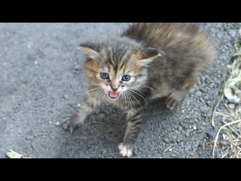 New little kitten hisses at me