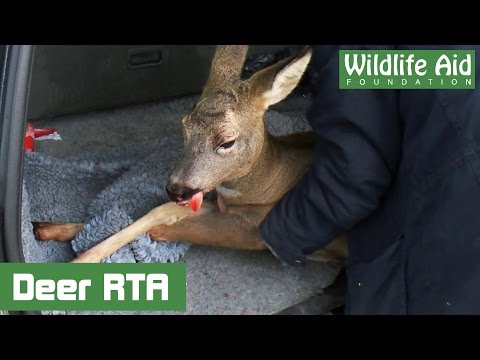 Emotional Deer Rescue - Road Traffic Accident