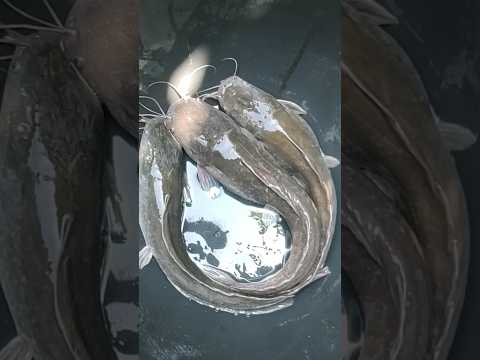 Working catfish 🐟🐠#shorts #gnassamesecookingchannel