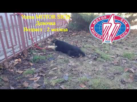 Yuma Motor Sich.(German Shepherd Dog)