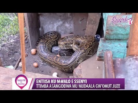 Entiisa ku mwalo e Ssenyi: ttimba asangiddwa mu mudaala gw'omutuuze