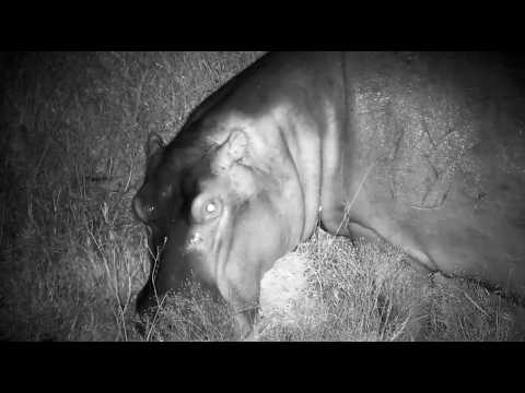 Hippo eating on the road and under the camera 3/2/26 Maybe Duncan?