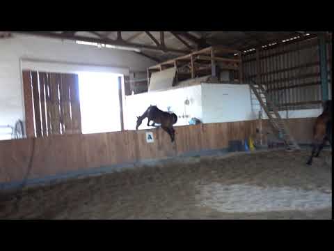 Dressur: Stutfohlen von Negro-Ehrentusch-Lauries Crusador XX