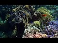tropical fish swimming over coral reefs in transparent sea underwater shooting exot  #shorts #video