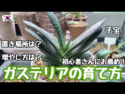 ガステリア 植物