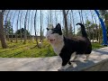 Meet The Homeless One Eyed Tuxedo Cat Angry Hungry But Oh So Adorable
