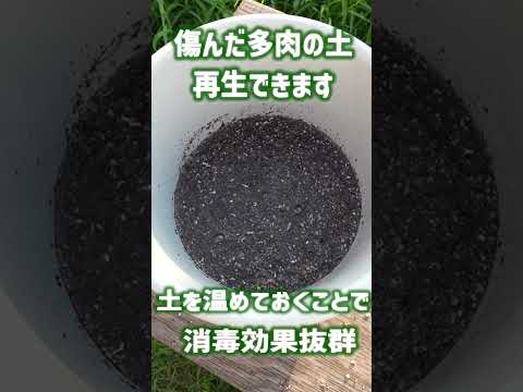 乾燥した石の多い土壌に適した植物: トップ 6 を見つけて庭を強化しましょう!  庭園