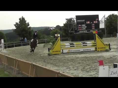 6 year old Stallion Lord Caletto / Calido I / Calypso II