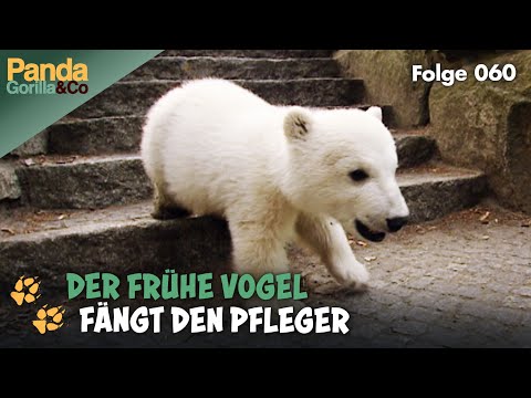 Knut hat Mut: Kennenlernen mit den Eltern im Zoo | Panda, Gorilla & Co.
