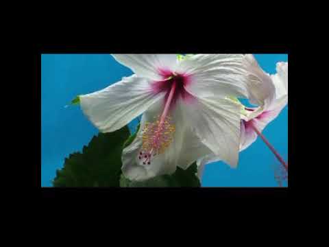 Parimal/Nature & Beauty