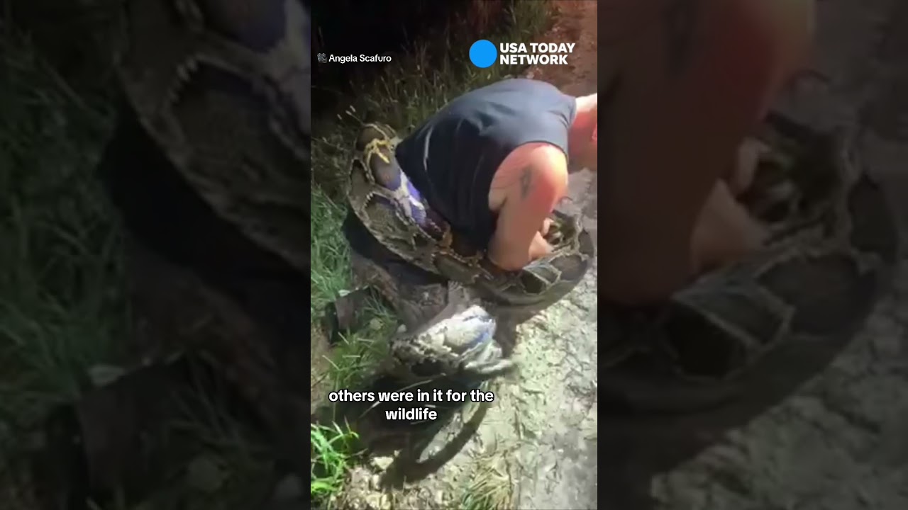 Florida Python Challenge removes 230 snakes from Everglades #florida #python #snake #shorts