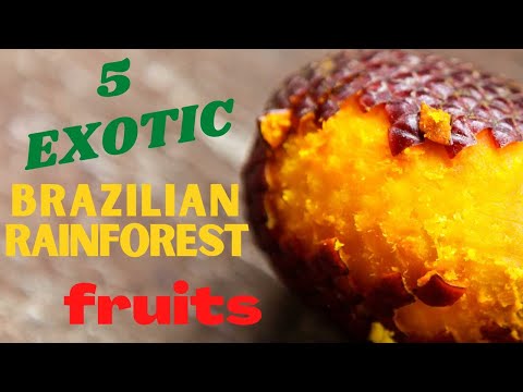 5 Popular Brazilian Rainforest Fruits from the Amazon