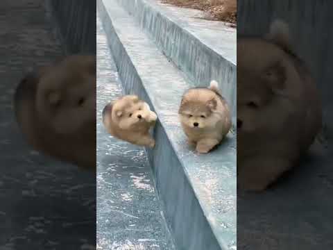 Funny cute Puppy falling down
