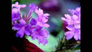 Come Saturday morning-The Sandpipers(Karurak Pirom