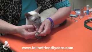 Cat Vet Tutorial: Part 3; Clipping Nails