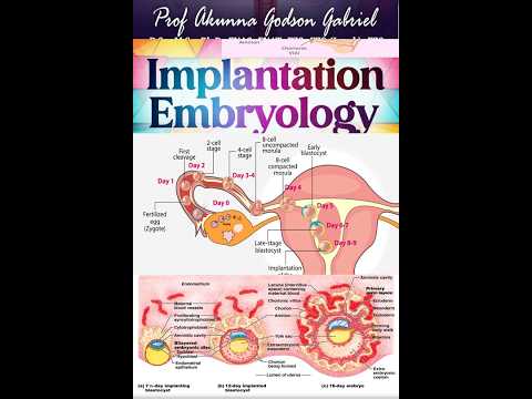Embryology: Implantation