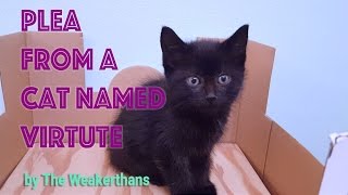 Covered With Kittens &quot;Plea from A Cat Named Virtute&quot; (The Weakerthans)