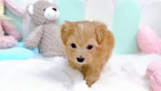 ハーフ犬の動画01