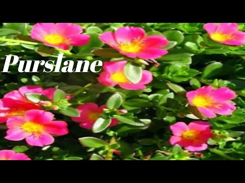 Common Purslane||Portulaca Oleracea||Red root||Little hog weed||Verdolaga||Pursley