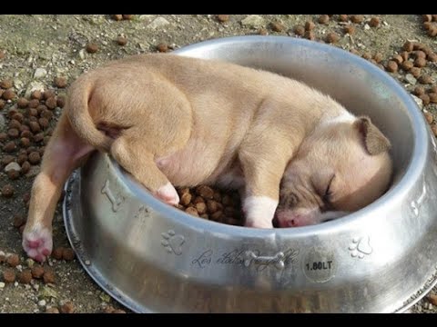 よく寝る動物たち